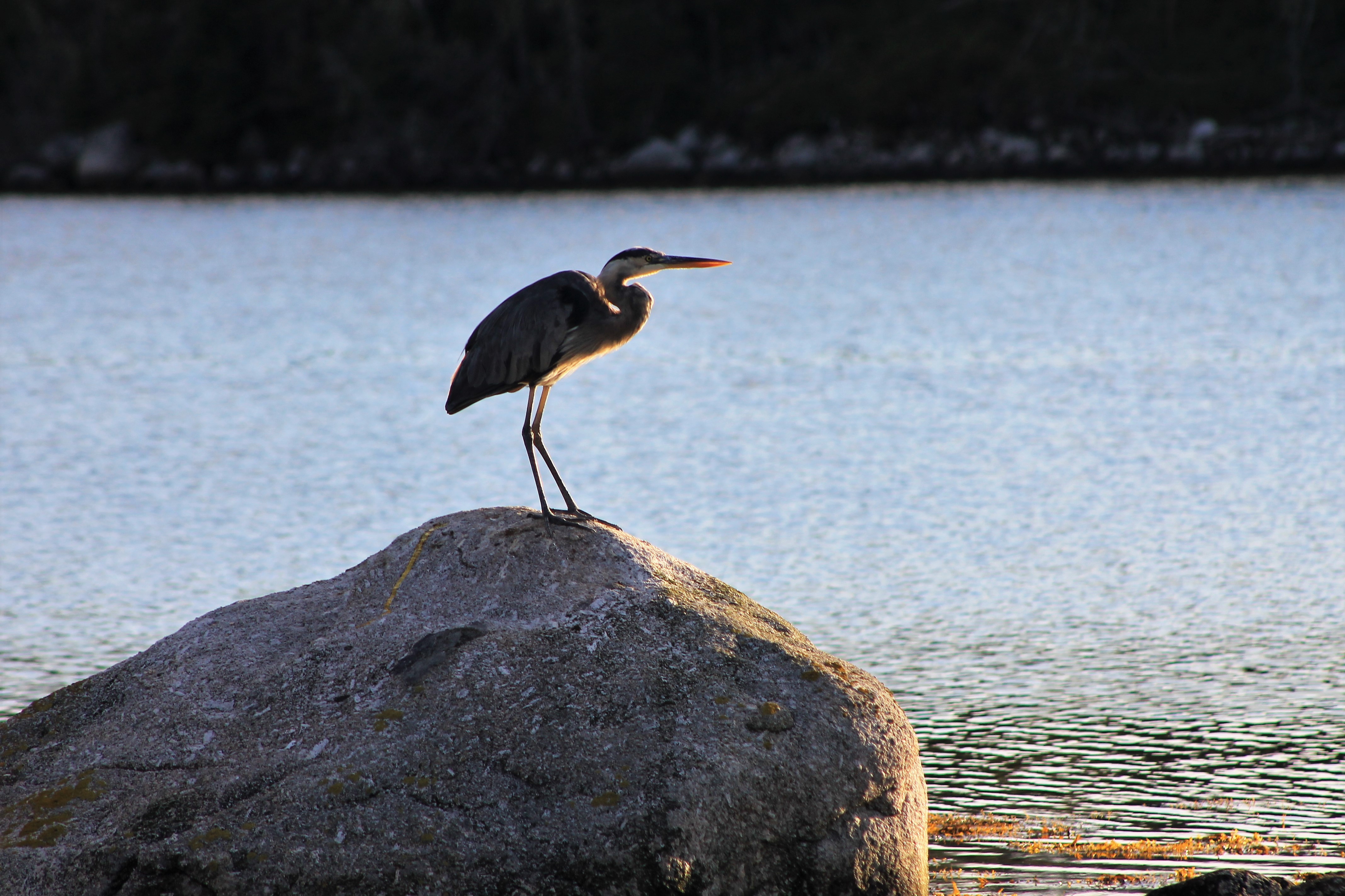 32 ns heron