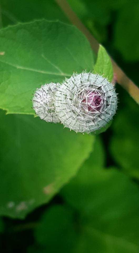 fb_img_1513235733170