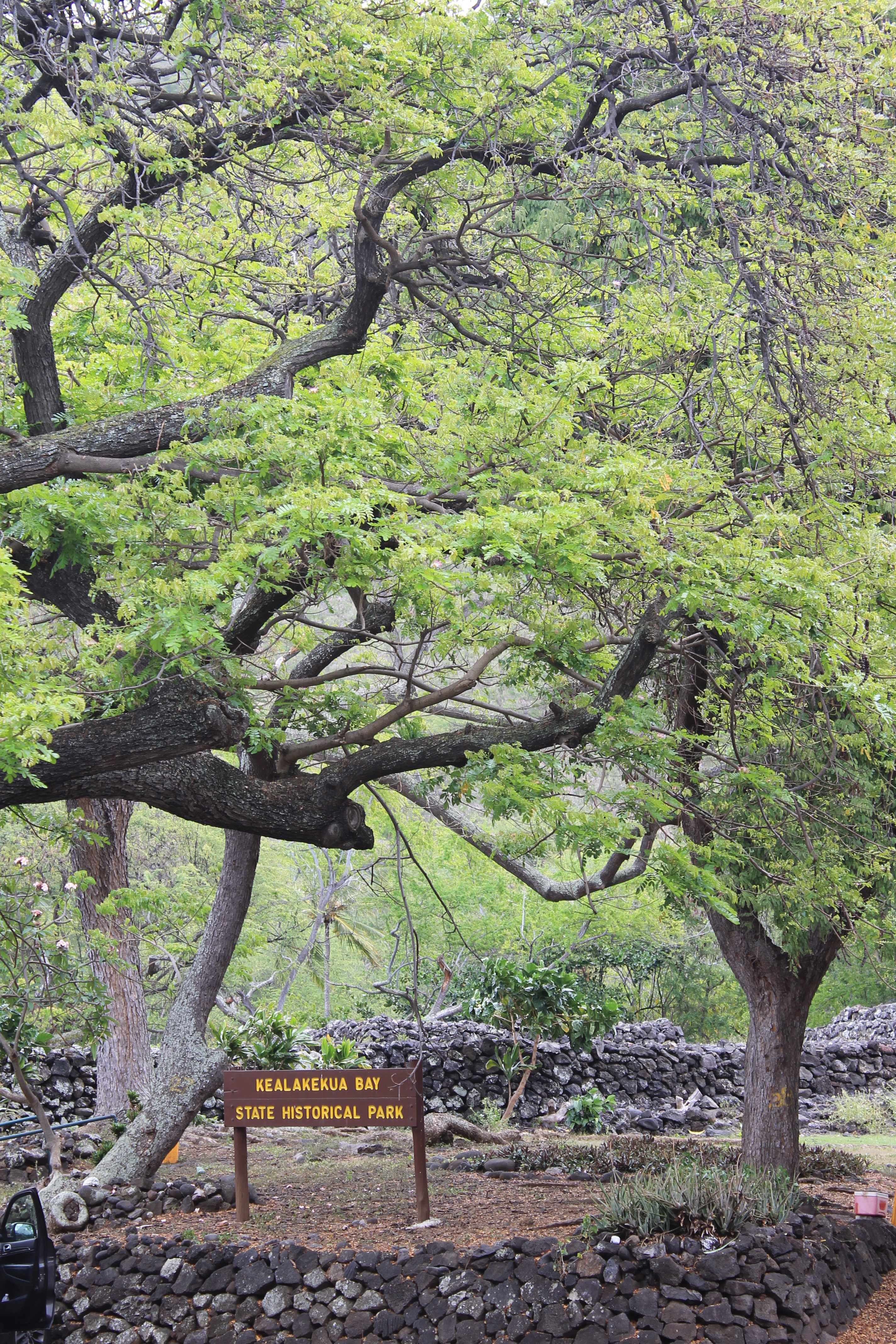 IMG_9993
